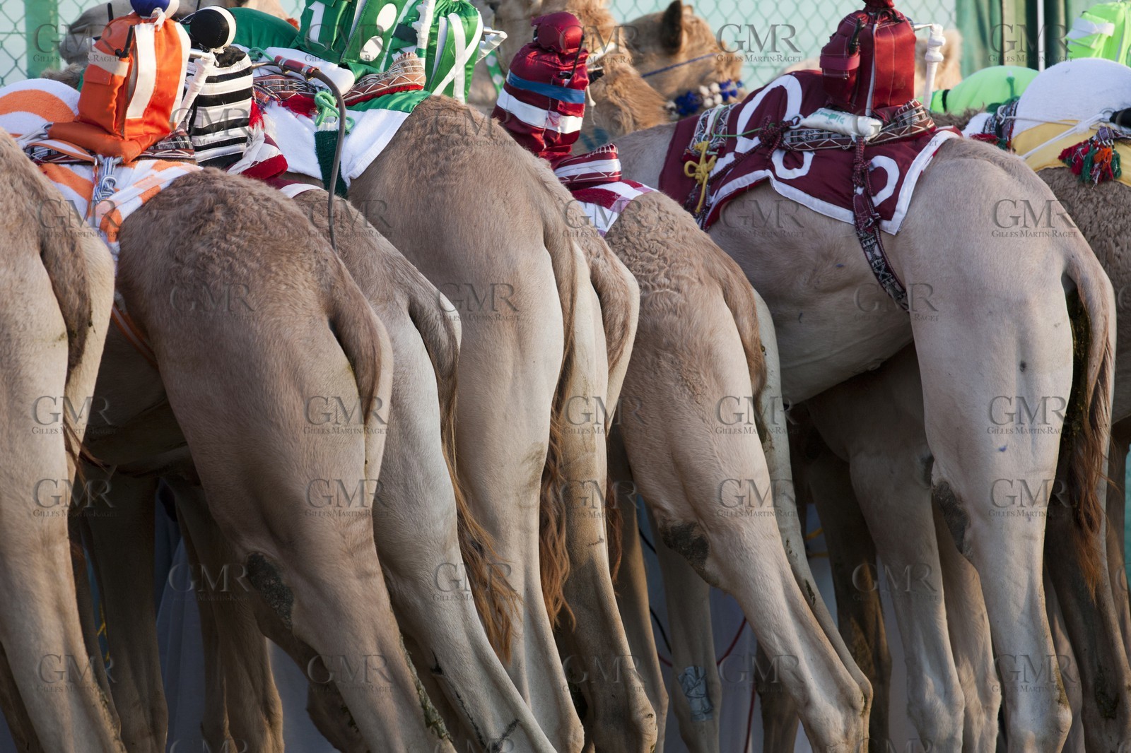 20 11 2010 - Dubai (UAE) - Camel races