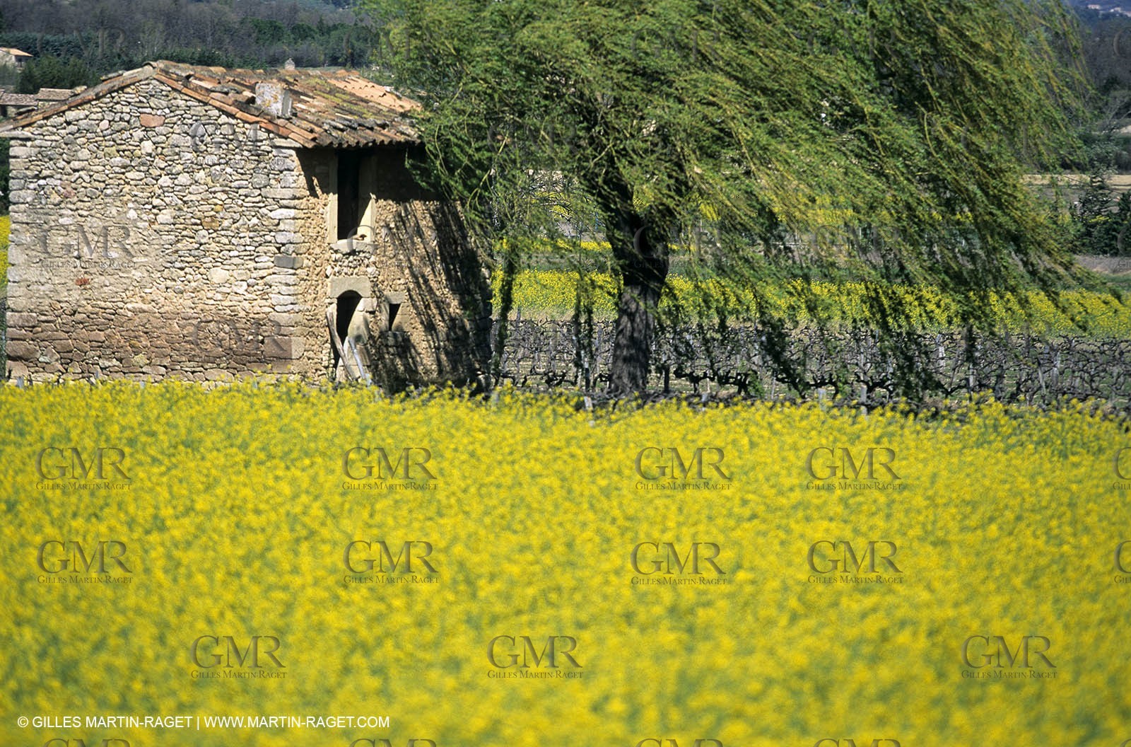 Alpilles (FRA,13), Rape fields