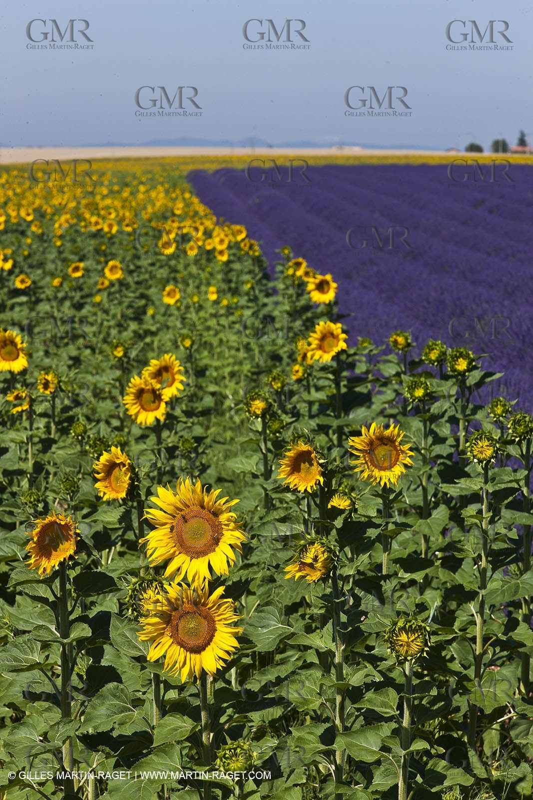 27 06 2011 - Valensole (FRA, 04) - Lavander fields