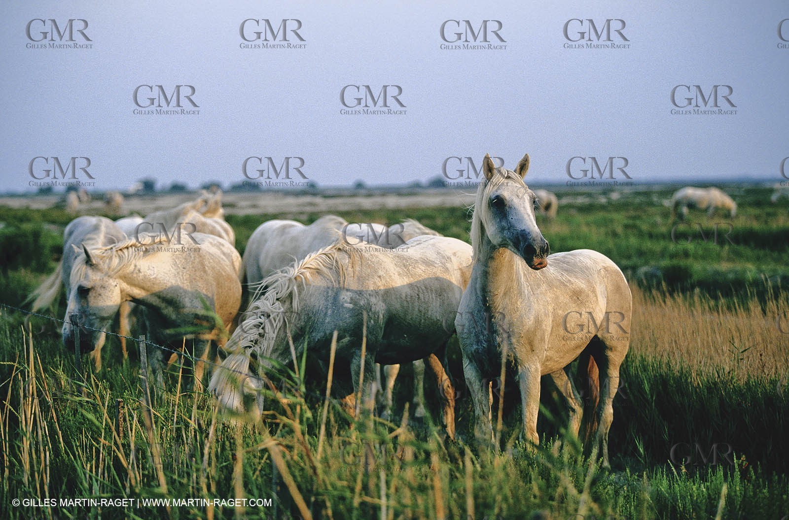 2000-2010- Arles - Les Saintes Maries de la mer (FRA,13) - Camargue horses
