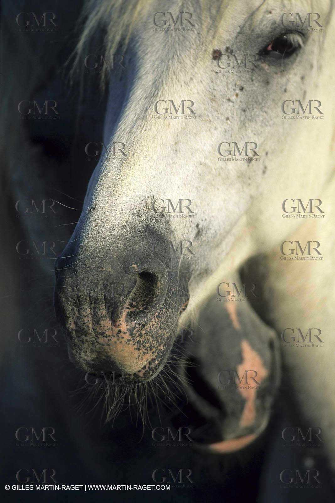 Chevaux de Camargue