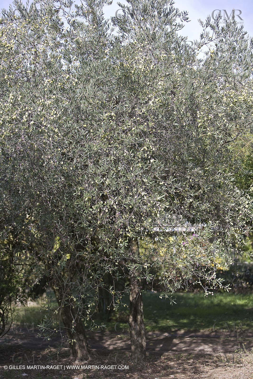 France, Provence, Oliviers, oliveraies, olive trees