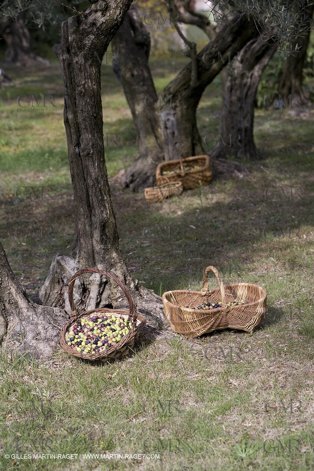 28 10 2007 - Saint Rémy de Provence (FRA, 13) - Cueillette des olives au Vallon Raget