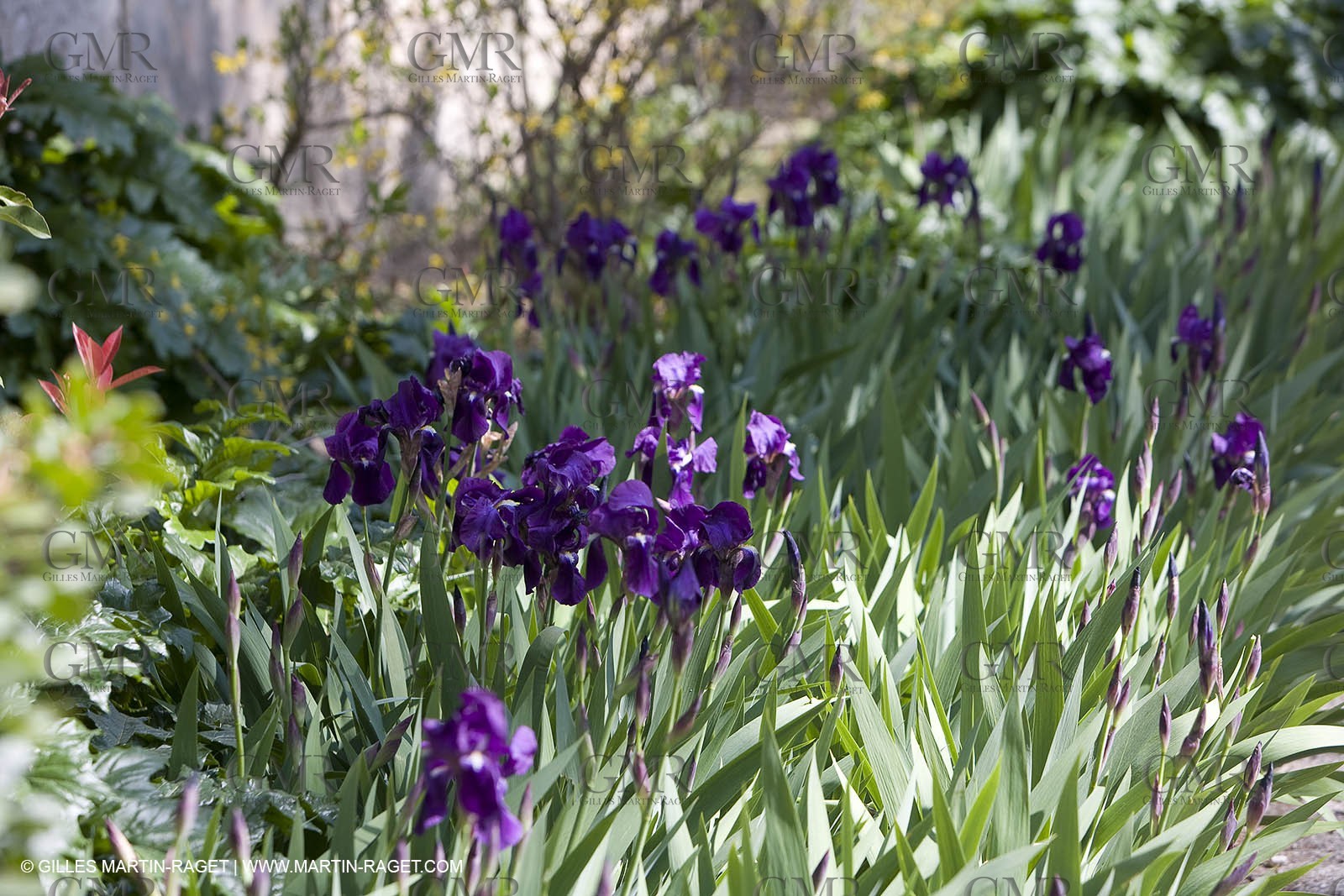 16 03 2008 - Saint Rémy de Provence (FRA, 13) - Saint Paul de Mausole - Les Iris