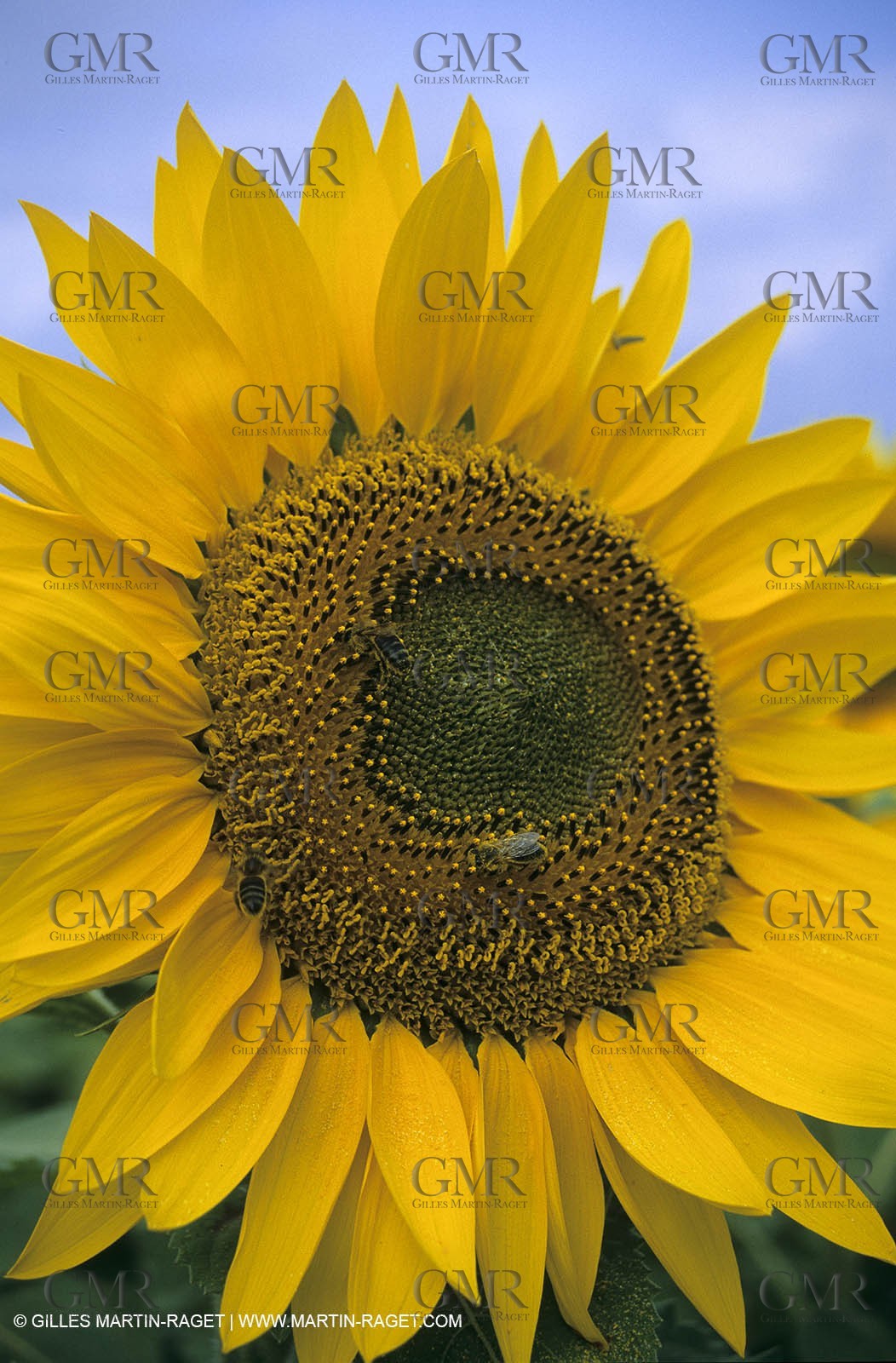 Alpilles (FRA,13) - Sunflower fields