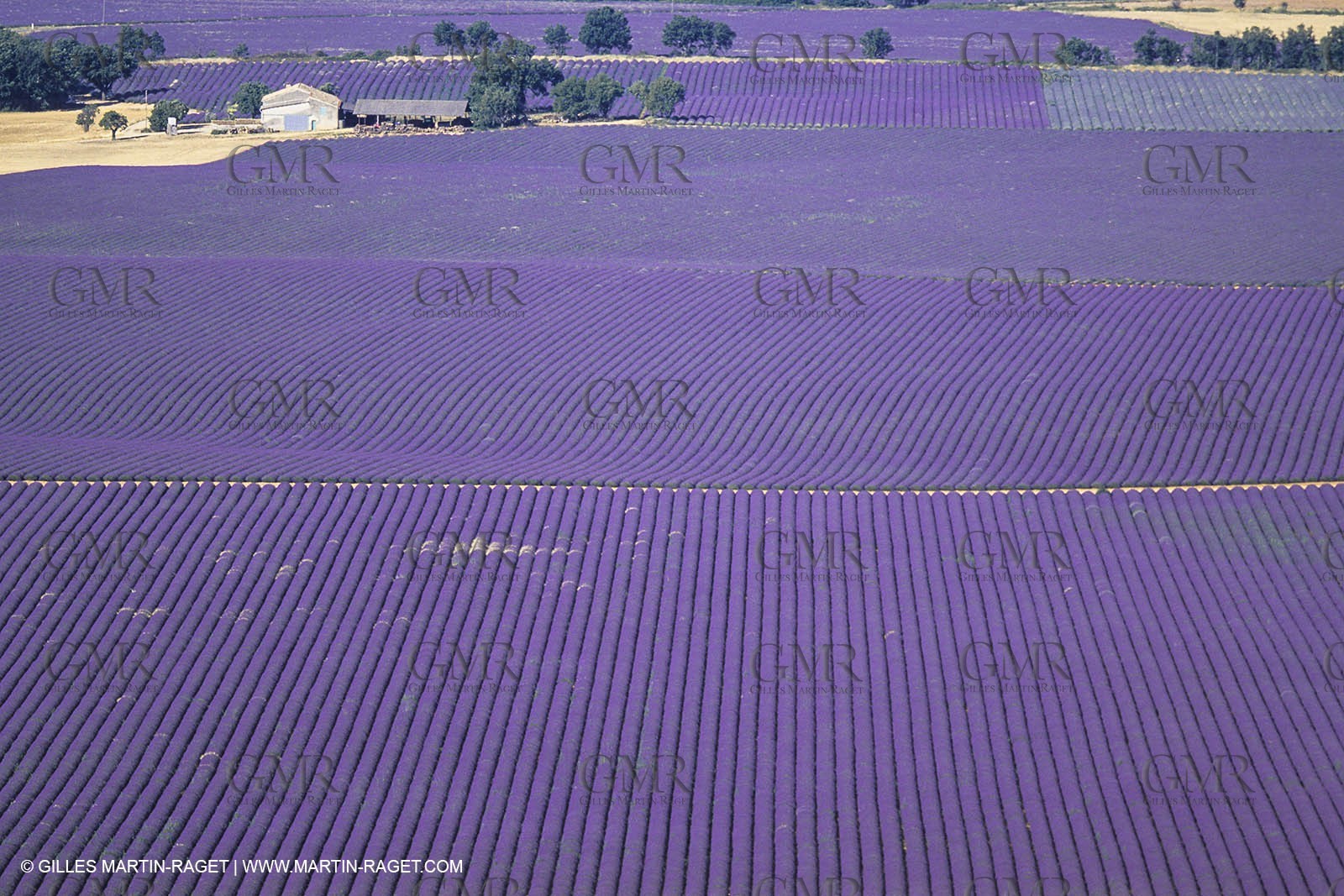 France, Provence, Lavender fields