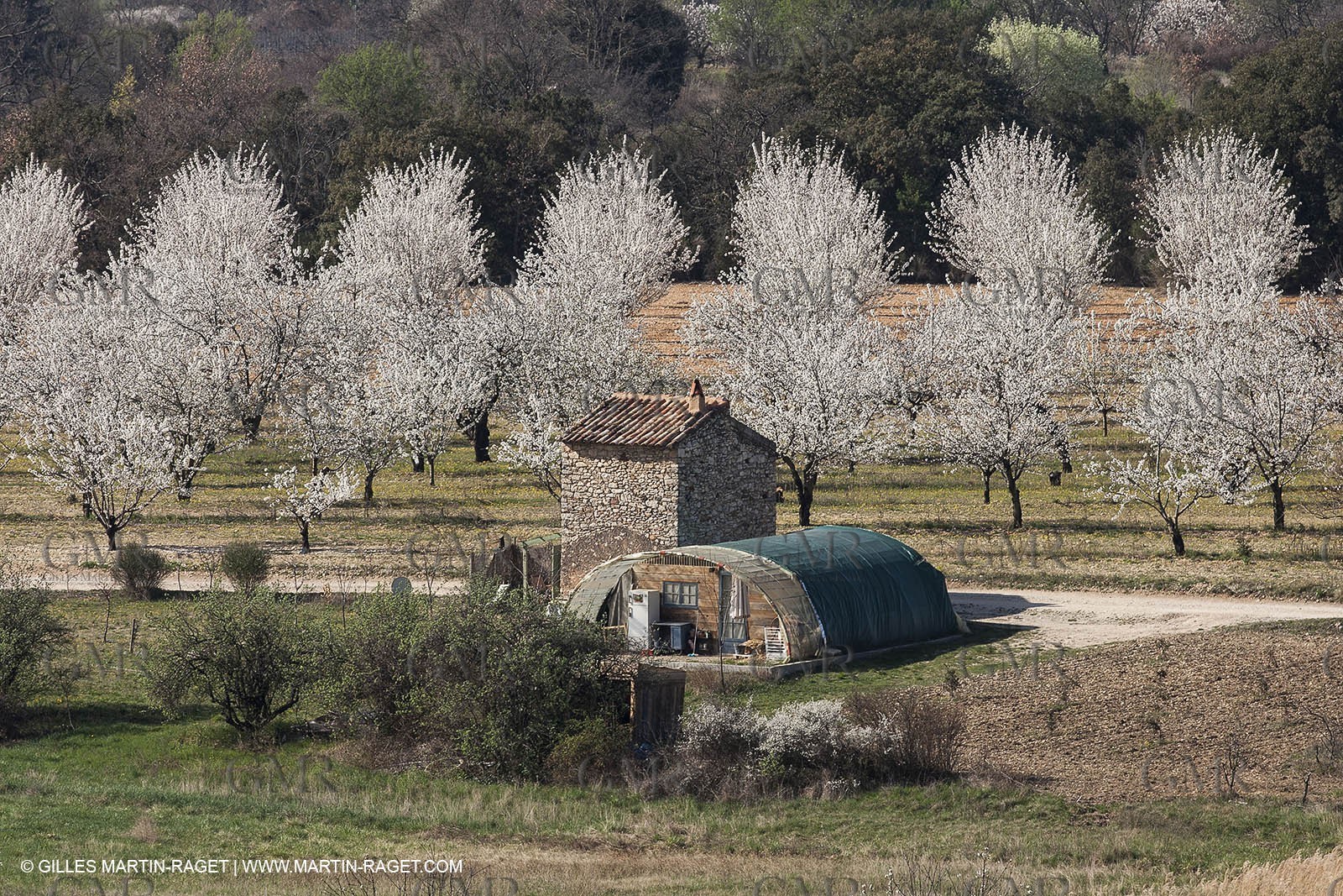 30 mars 2012 - Saint Saturnin les Apt (FRA, 84) - Cerisiers en fleurs