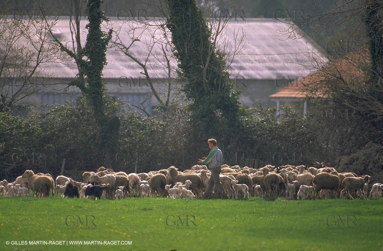Sheeps - shepherds