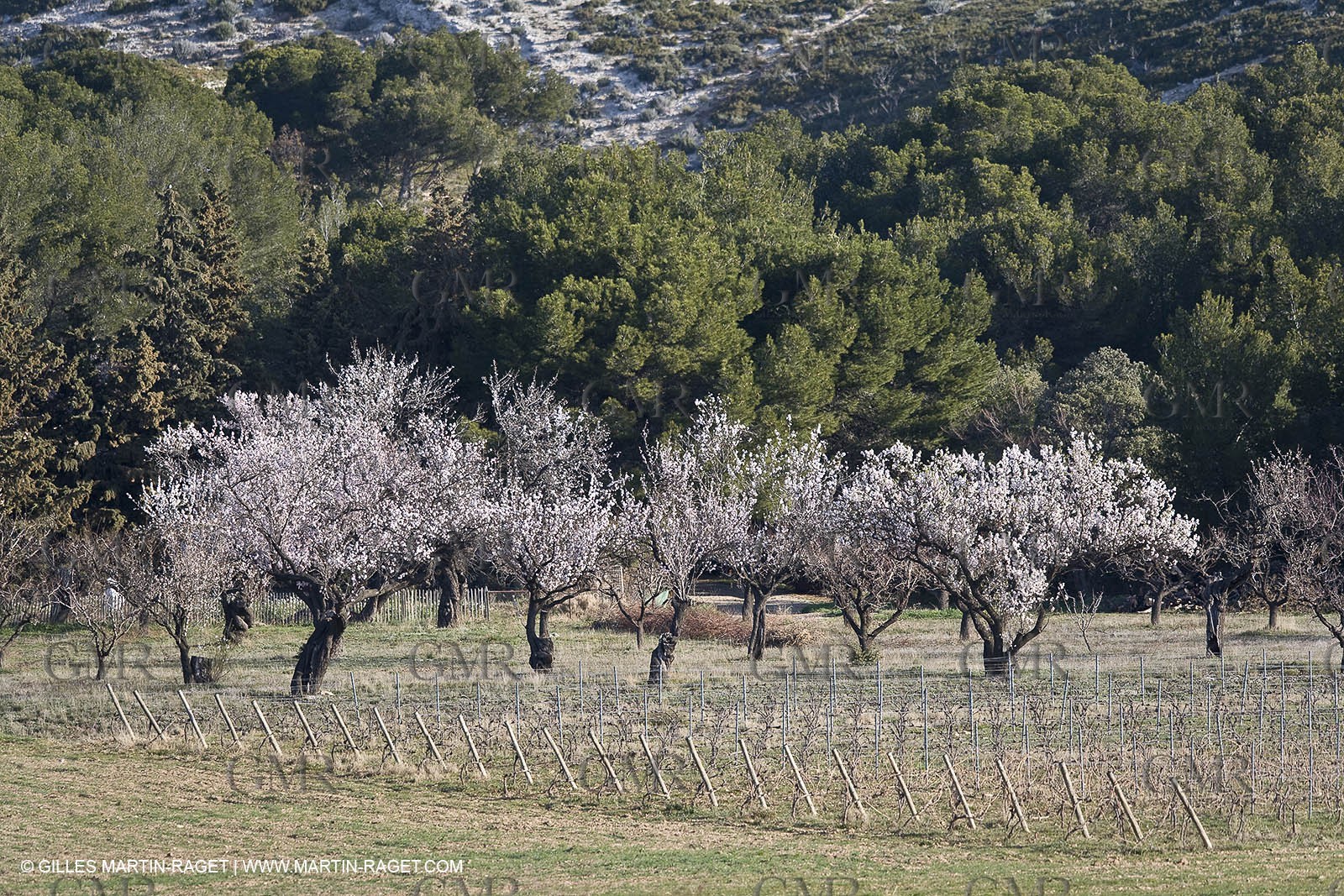 09 02 2008 - Les Baux de Provence (FRA, 13) - Alpilles hills landscapes