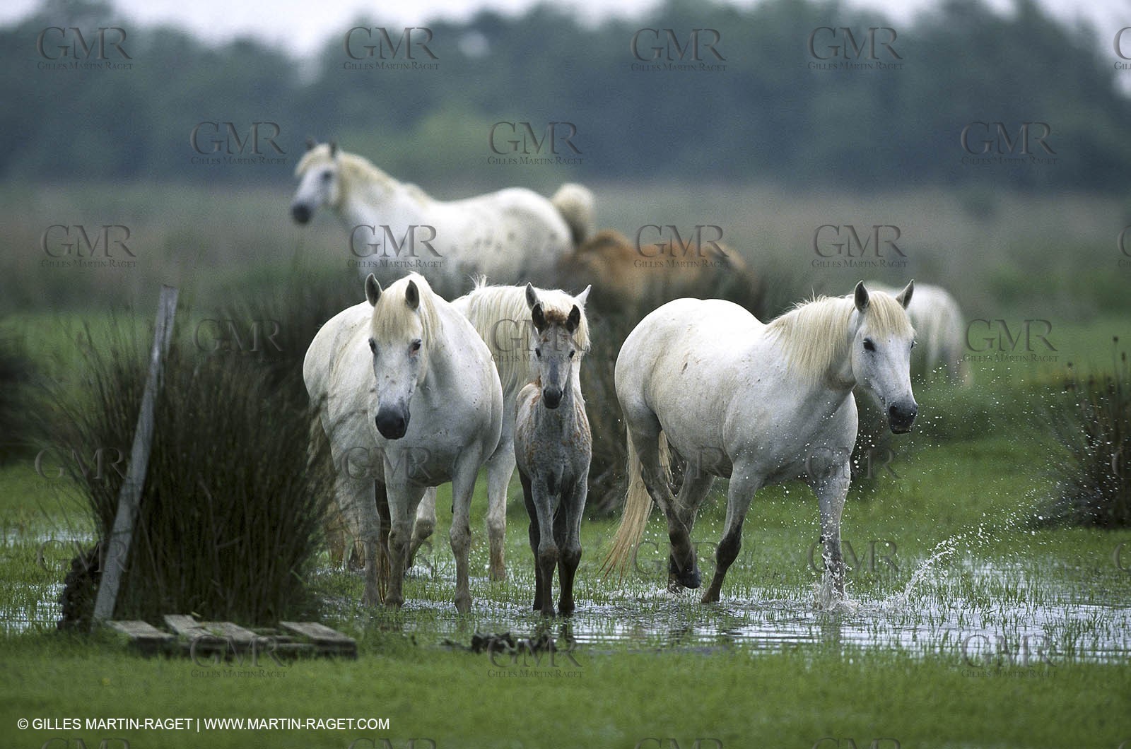 Camargue (FRA,13)