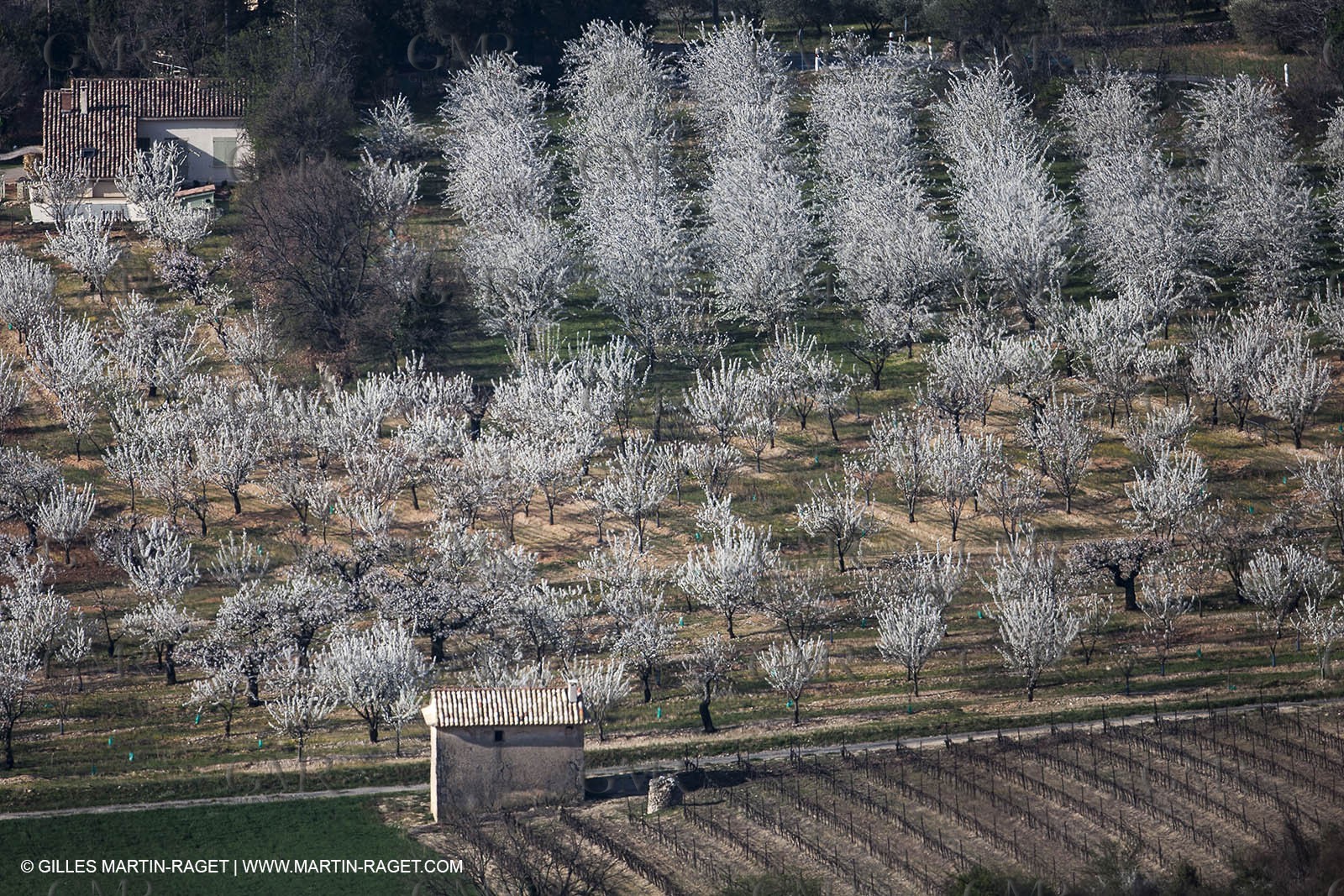 March 30th 2012 - Saint Saturnin les Apt (FRA, 84) - blooming cherry trees