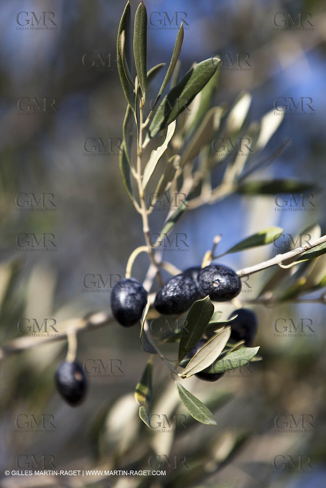 Saint Drézéry (FRA, 34), Domaine de Puech Haut