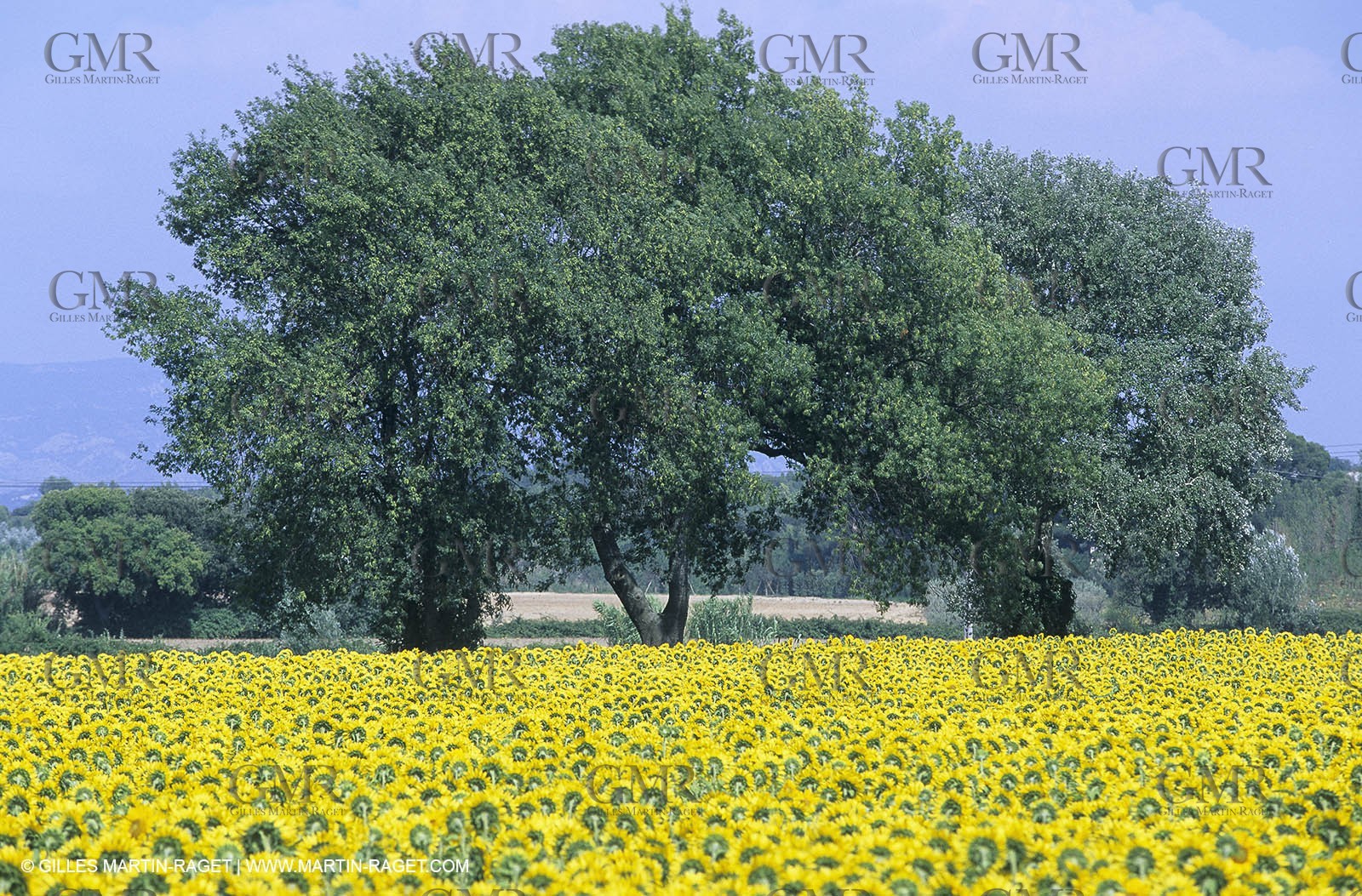 Alpilles (FRA,13) - Champs de tournesols