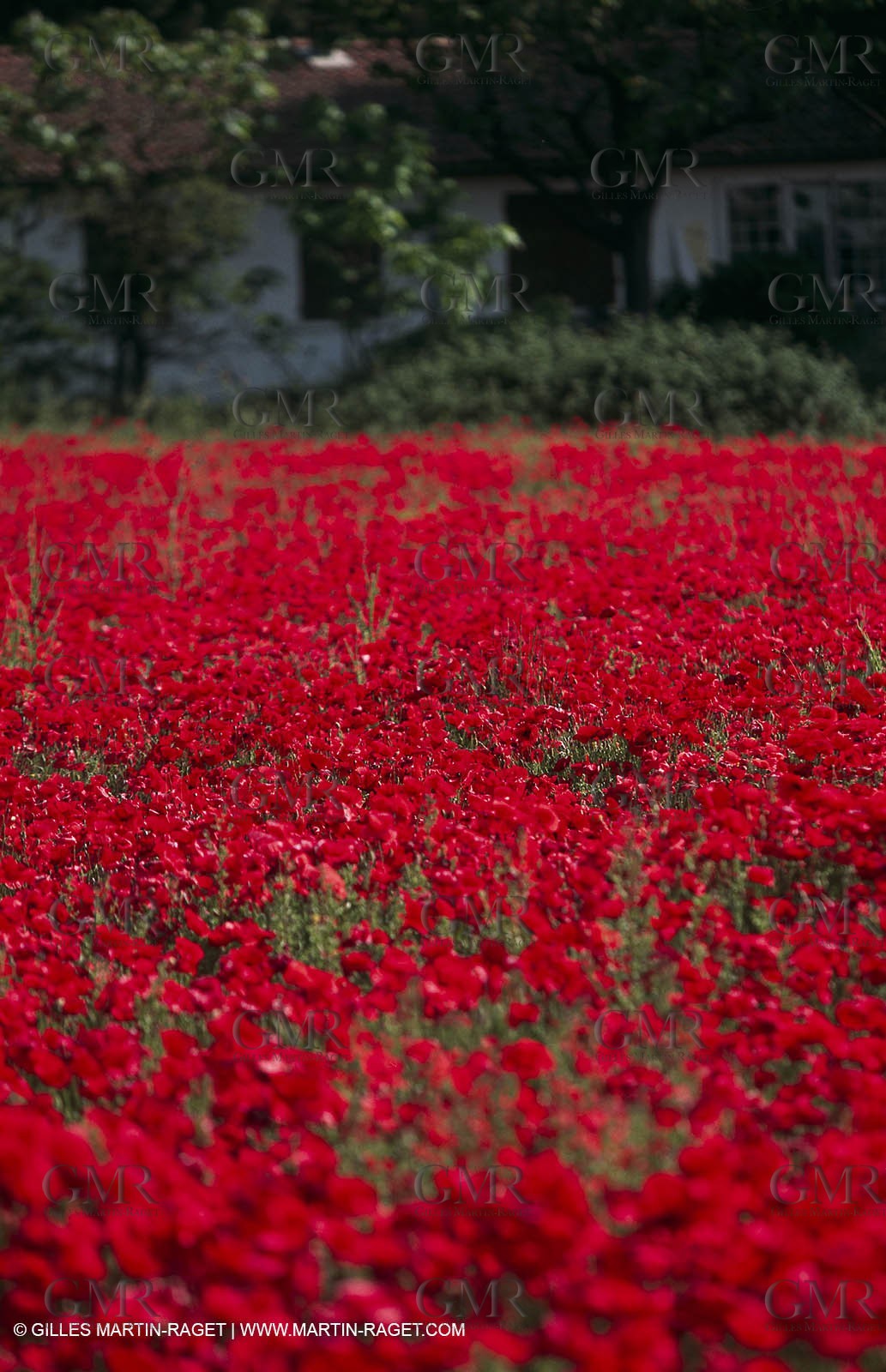 Paysages de Nîmes Métropole (FRA,30) - Les costières