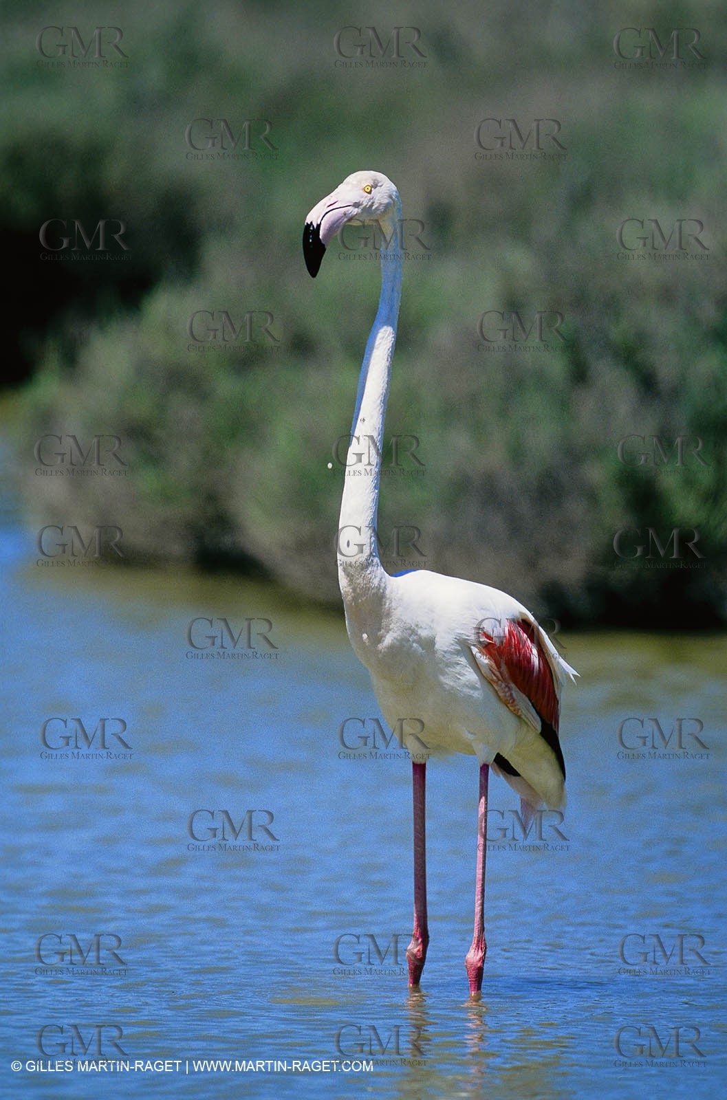 Camargue (FRA,13) - Flamants roses en Camargue