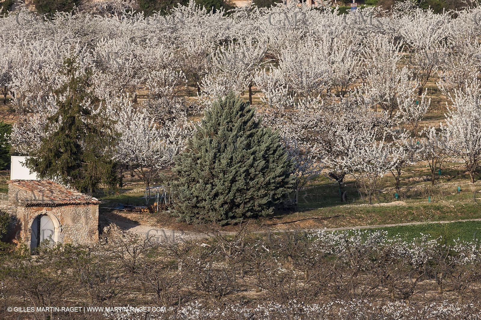 30 mars 2012 - Saint Saturnin les Apt (FRA, 84) - Cerisiers en fleurs