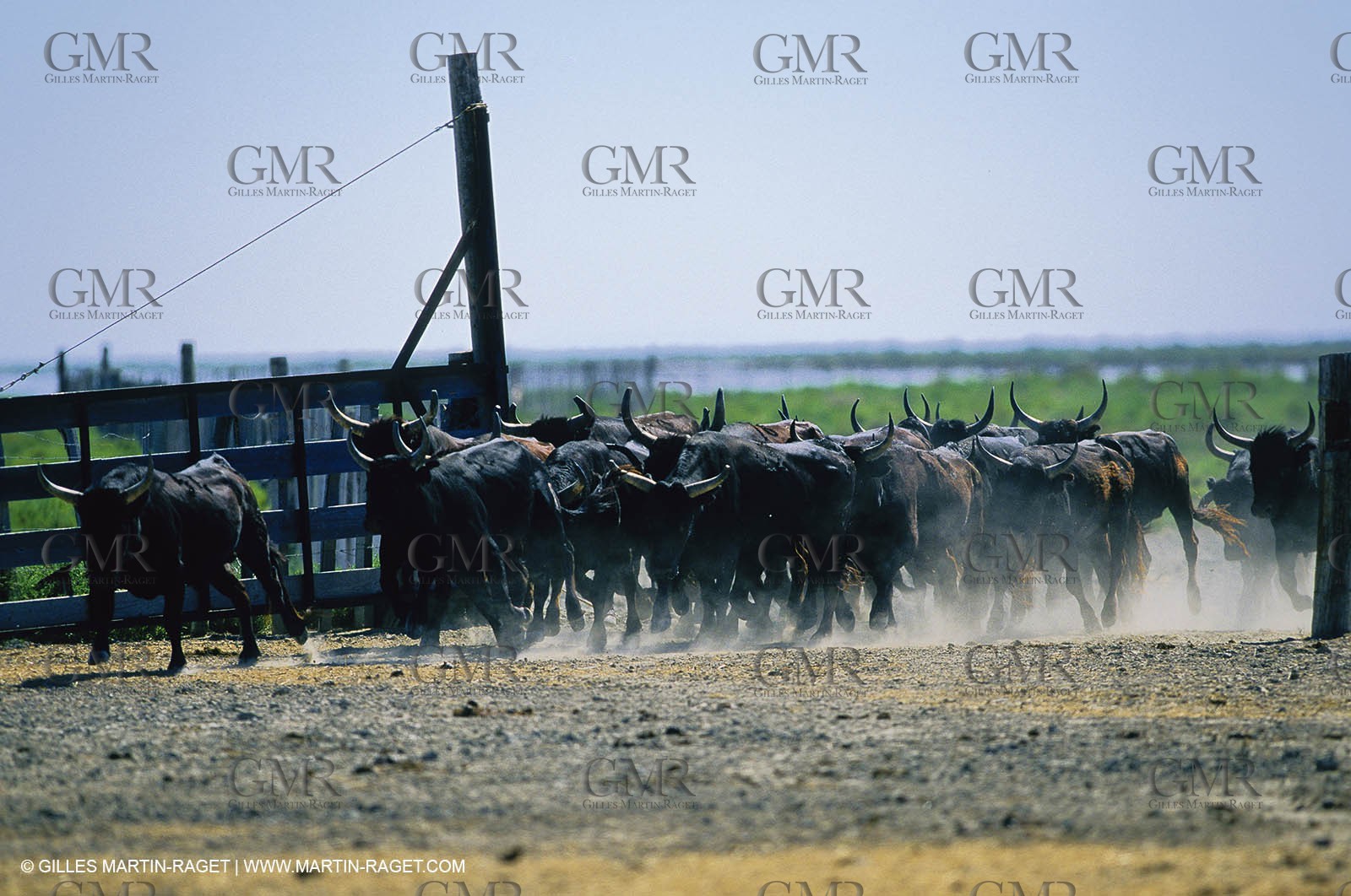 Bouches du Rhône, Camargue (FRA 13) - Taureaux de Camargue