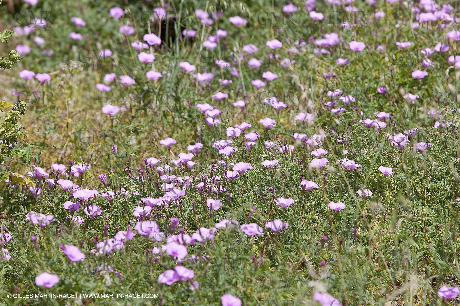 20 05 2009 - Marseille (FRA, 13) - Les Calanques - Calanque du Podestat