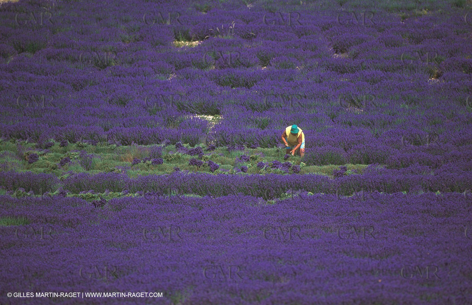 Lavander fields