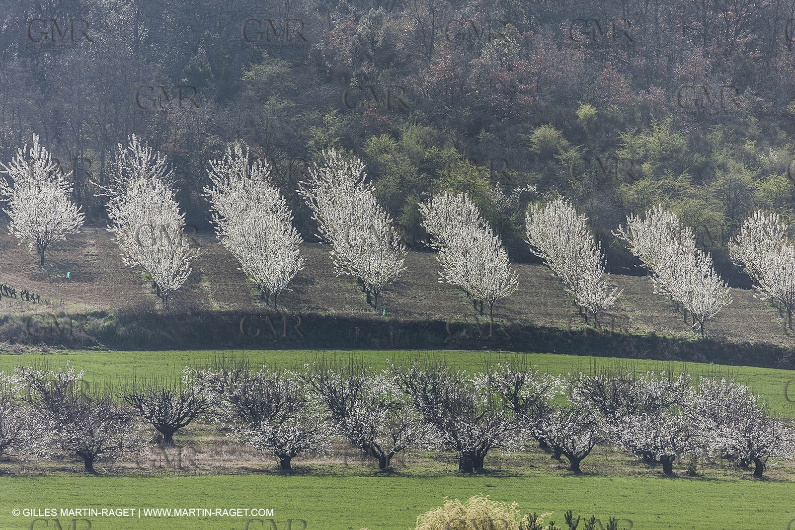 March 30th 2012 - Saint Saturnin les Apt (FRA, 84) - blooming cherry trees