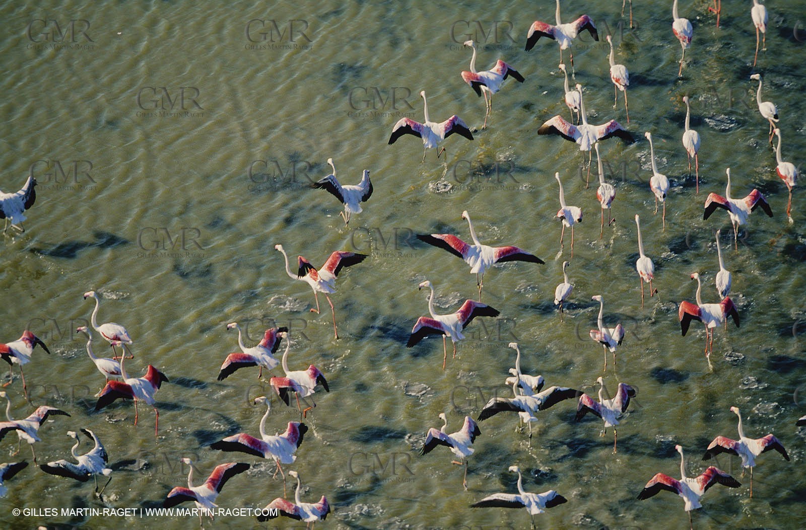 Camargue (FRA,13) - Flamingos in the Camargue