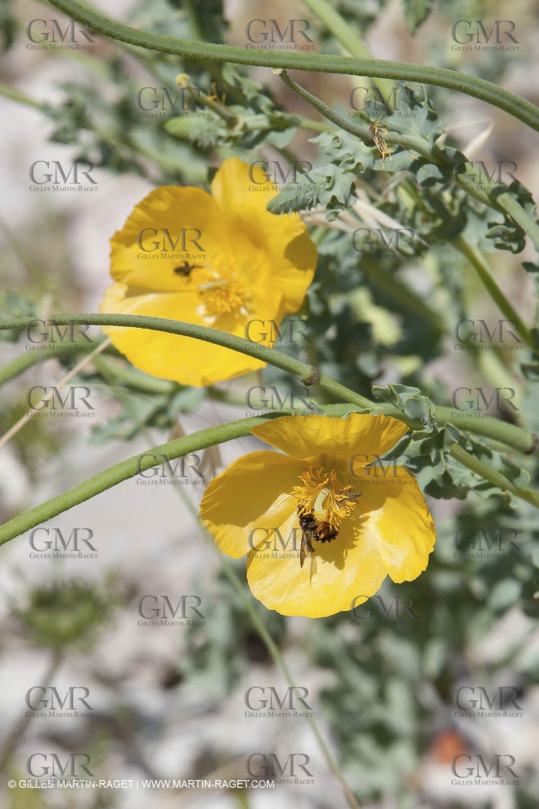 20 05 2009 - Marseille (FRA, 13) - Les Calanques - Calanque du Podestat