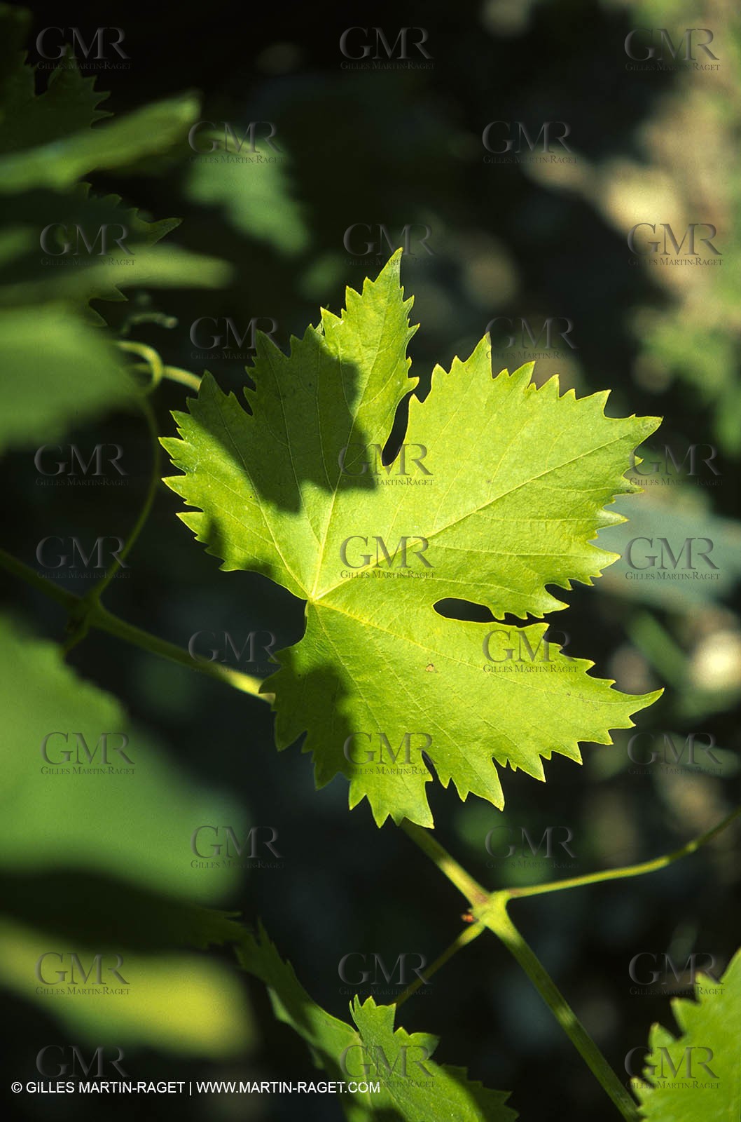 Provence, Le temps des vendanges