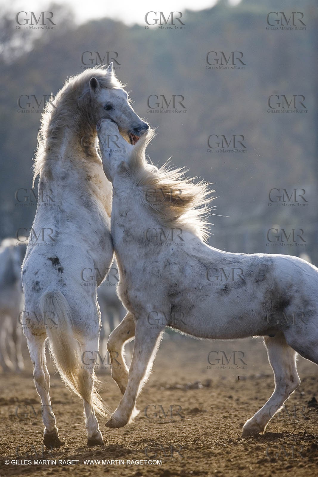23 12 2006 - Saintes Maries de la Mer - Camargue horses