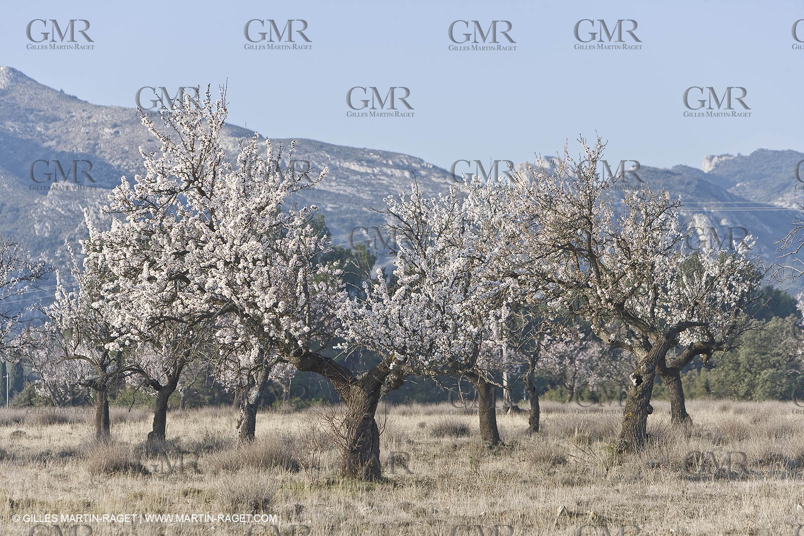 16 02 2008 - Saint Rémy de Provence (FRA, 13) - Alpilles hills landscapes
