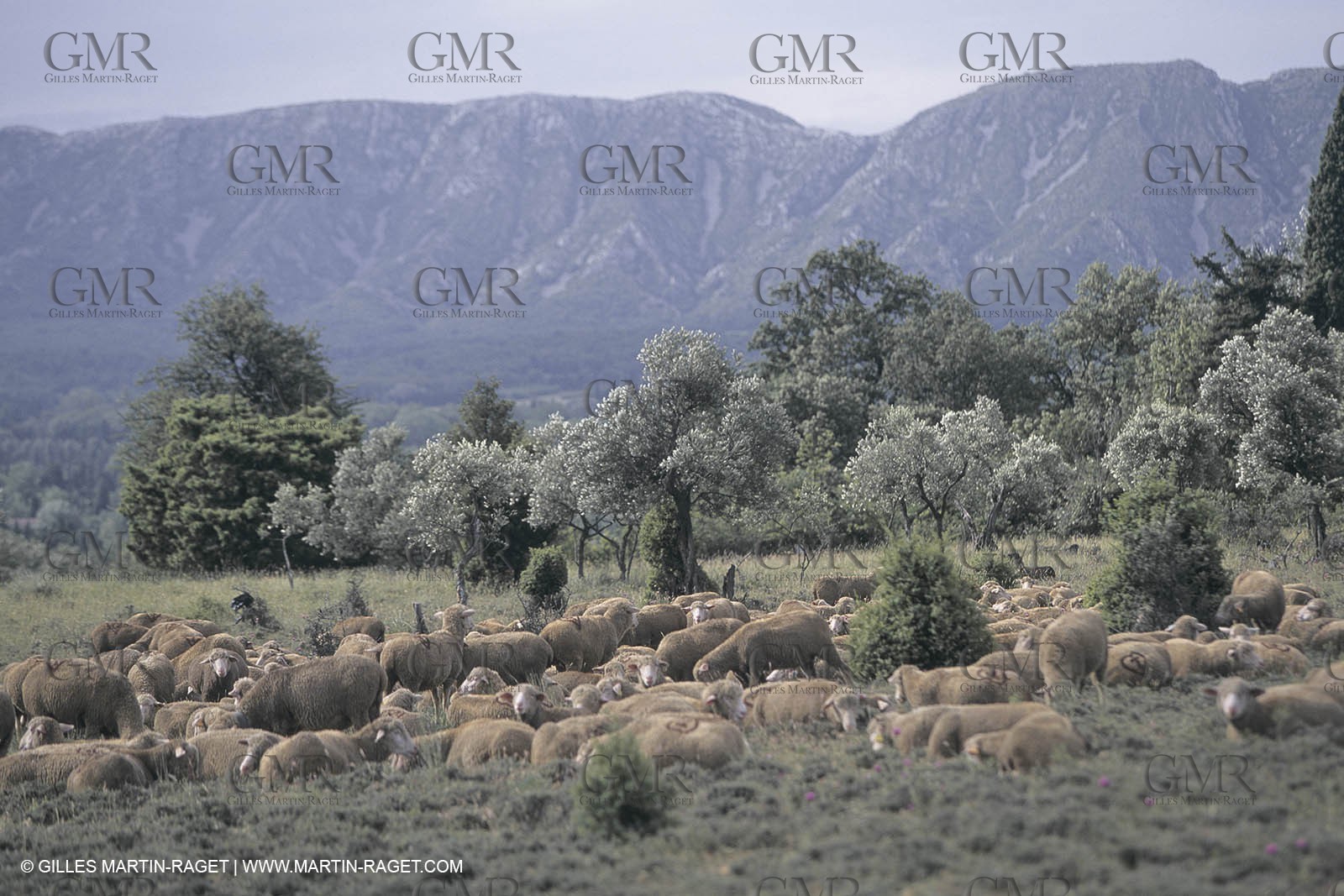 France, Provence, Moutons, bergers, élevage, transhumance