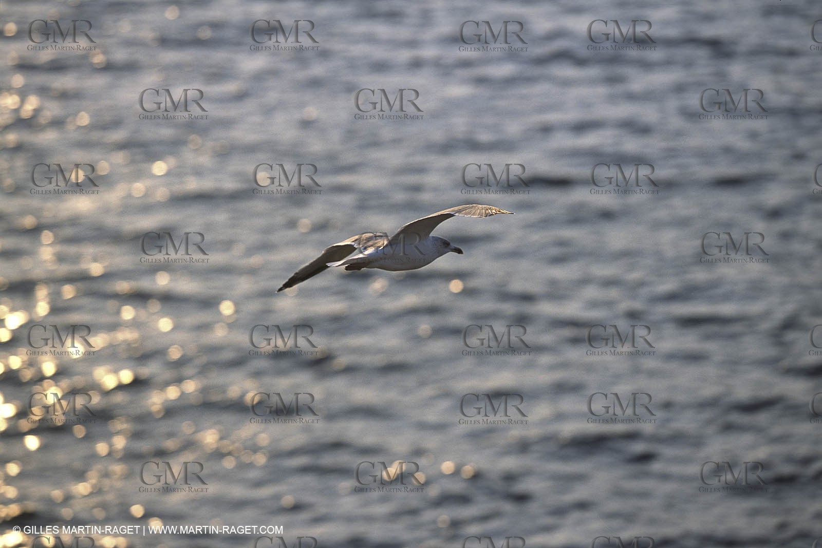 Var, 'Hyères islands, (FRA, 83), Porquerolles island