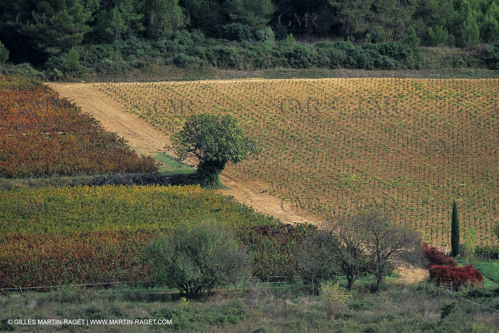 Paysages de Nîmes Métropole (FRA,30) -Costières