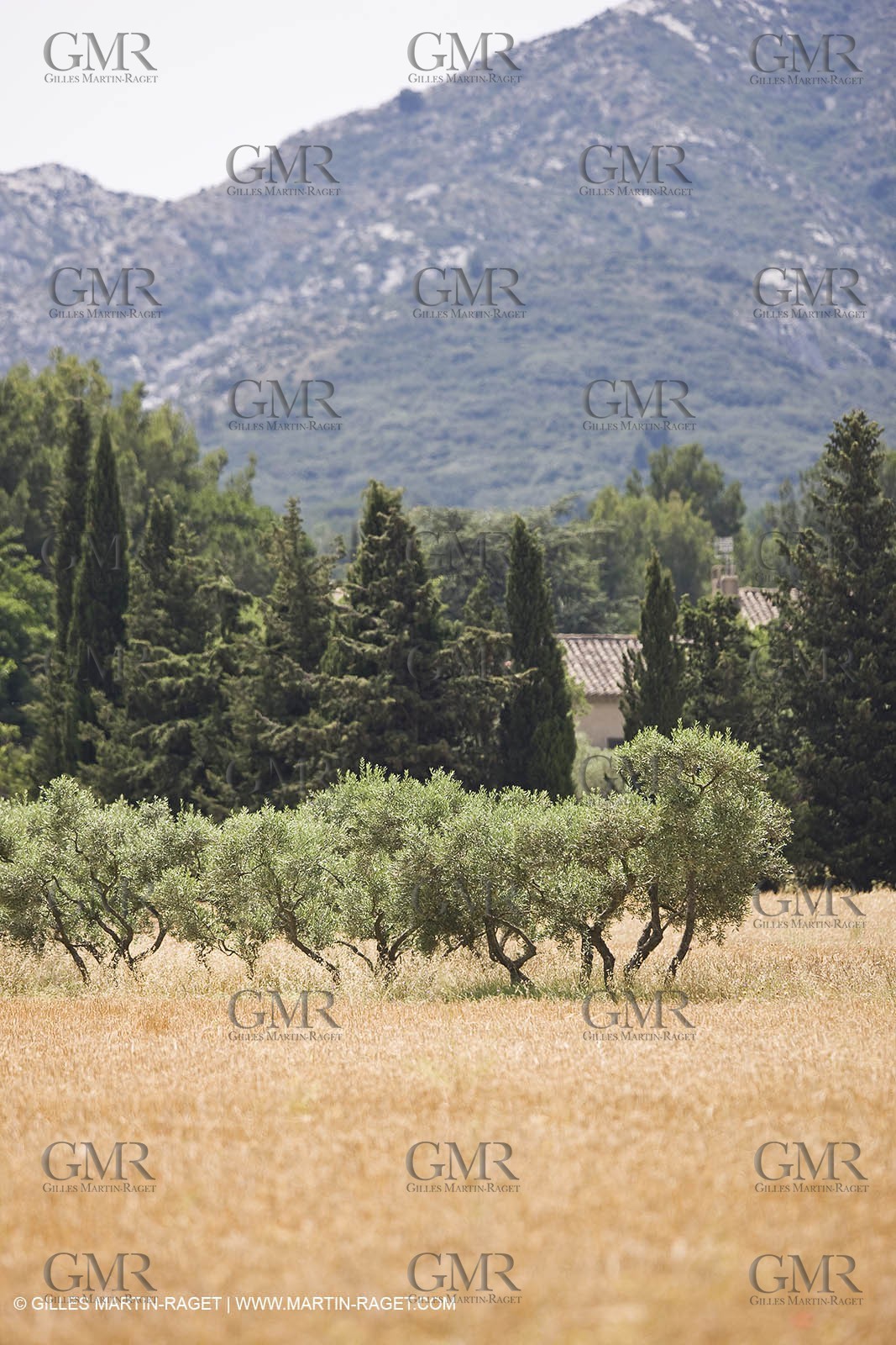 June 24th 2008 - Saint Rémy de Provence (FRA,13) - Alpilles hills landscapes