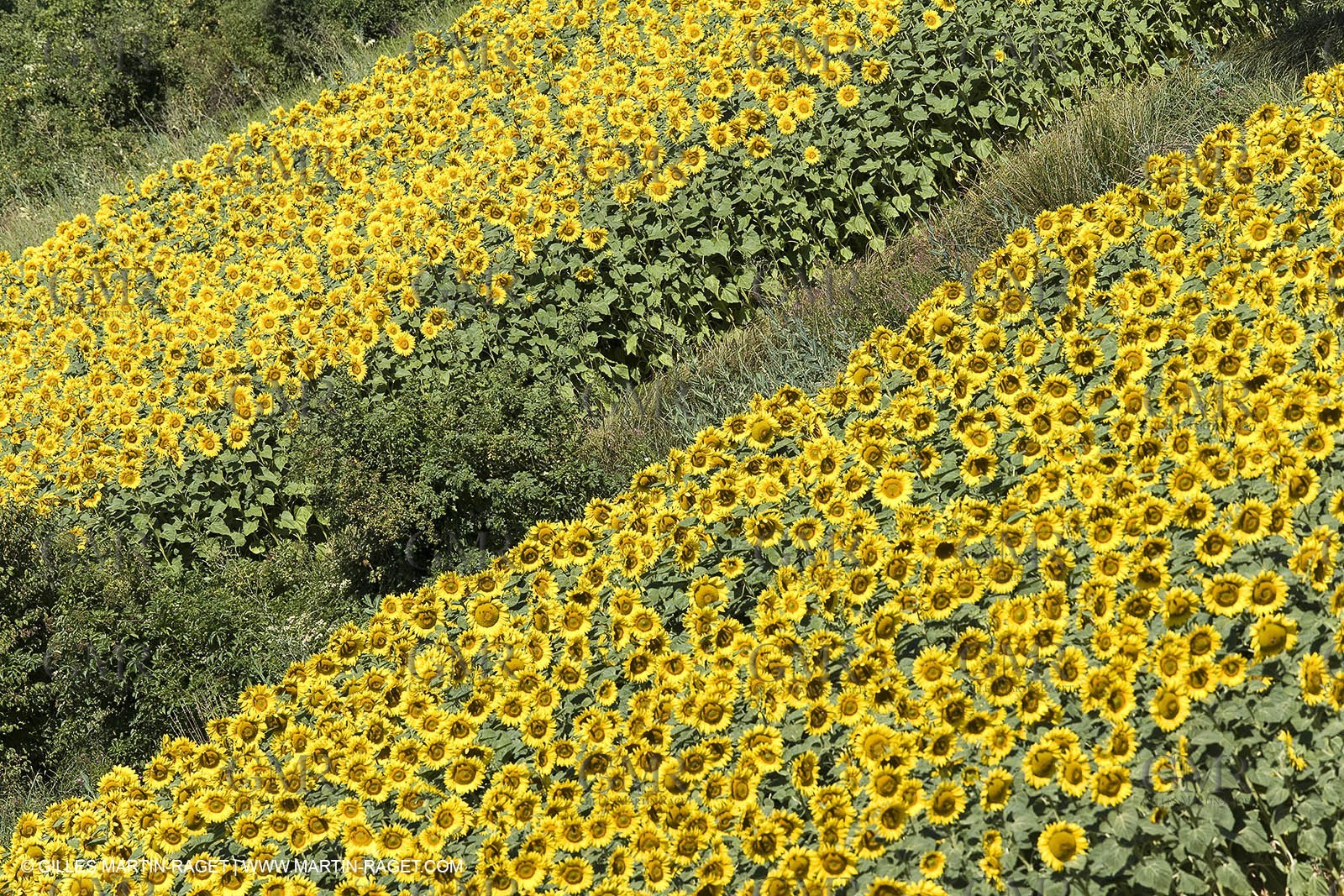 13 08 2007 - Valensole (04) - Lavandes en fleur sur le plateau de Valensole