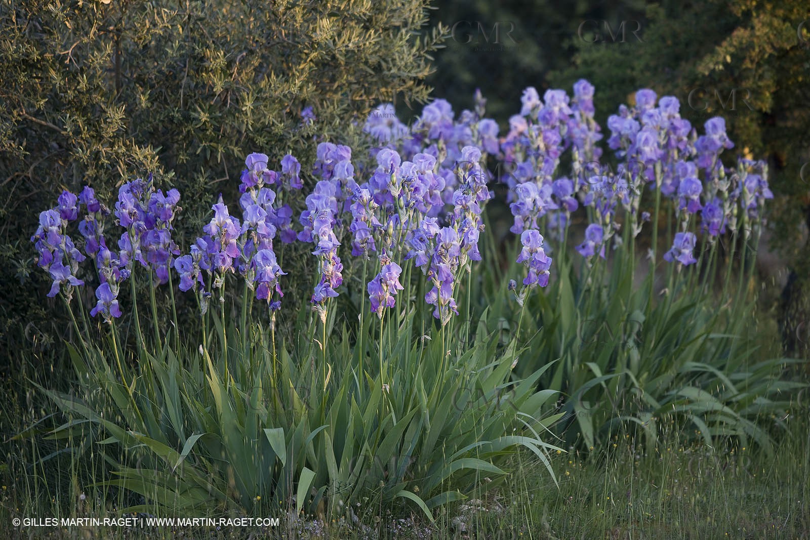 04 05 2008 - Saint Rémy de Provence (FRA, 13) - Alpilles hills landscapes