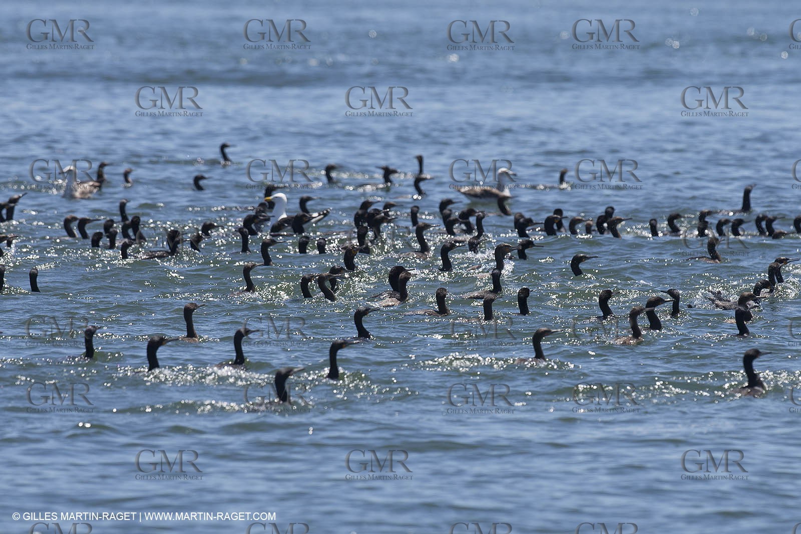 07 11 2014, Capetown (ZAF), Volvo Ocean Race 2014-15, Arrivals
