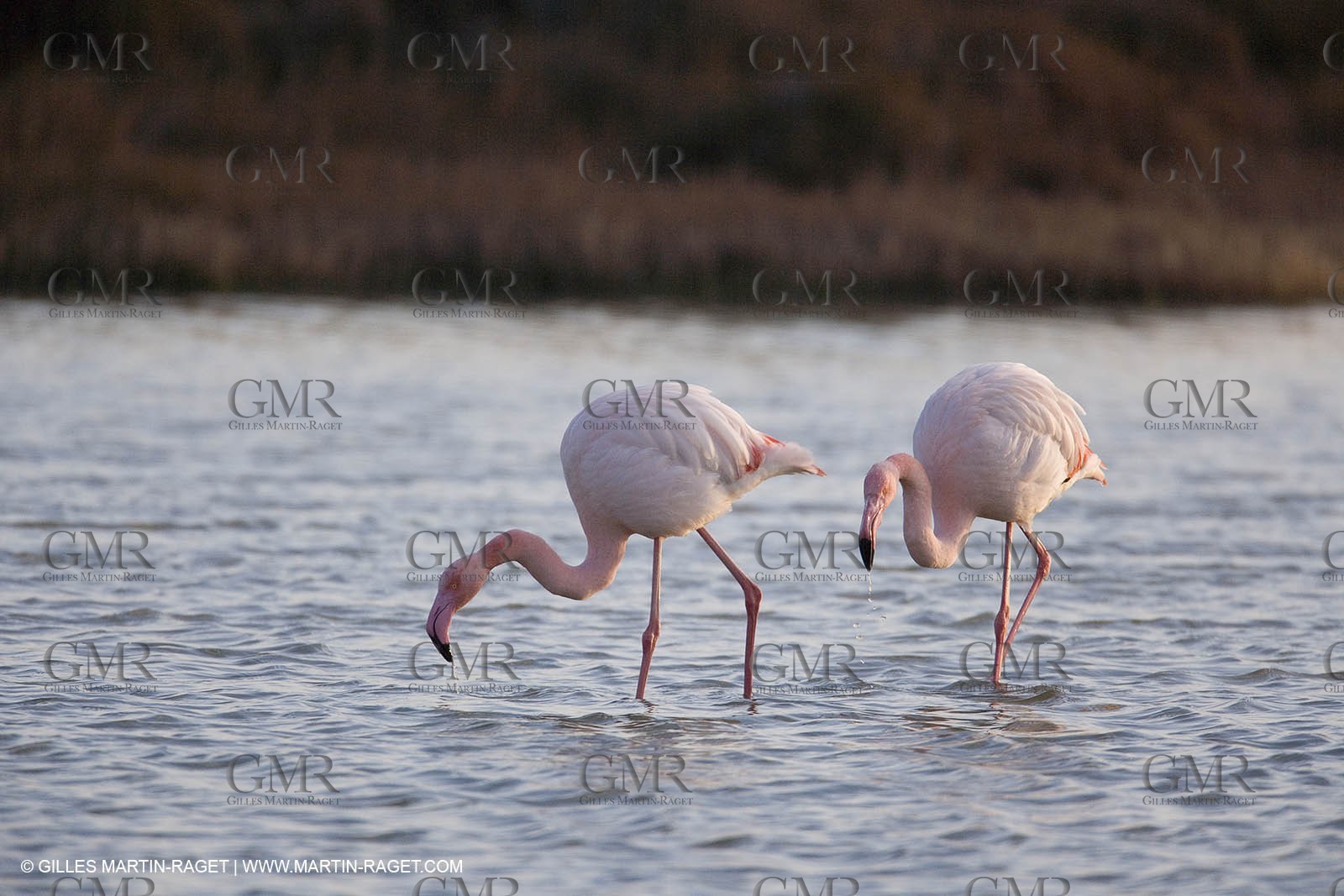 23 12 2006 - Saintes Maries de la Mer - Camargue horses