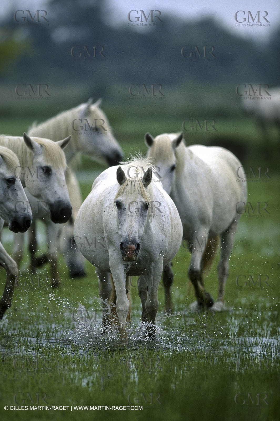 Camargue (FRA,13)