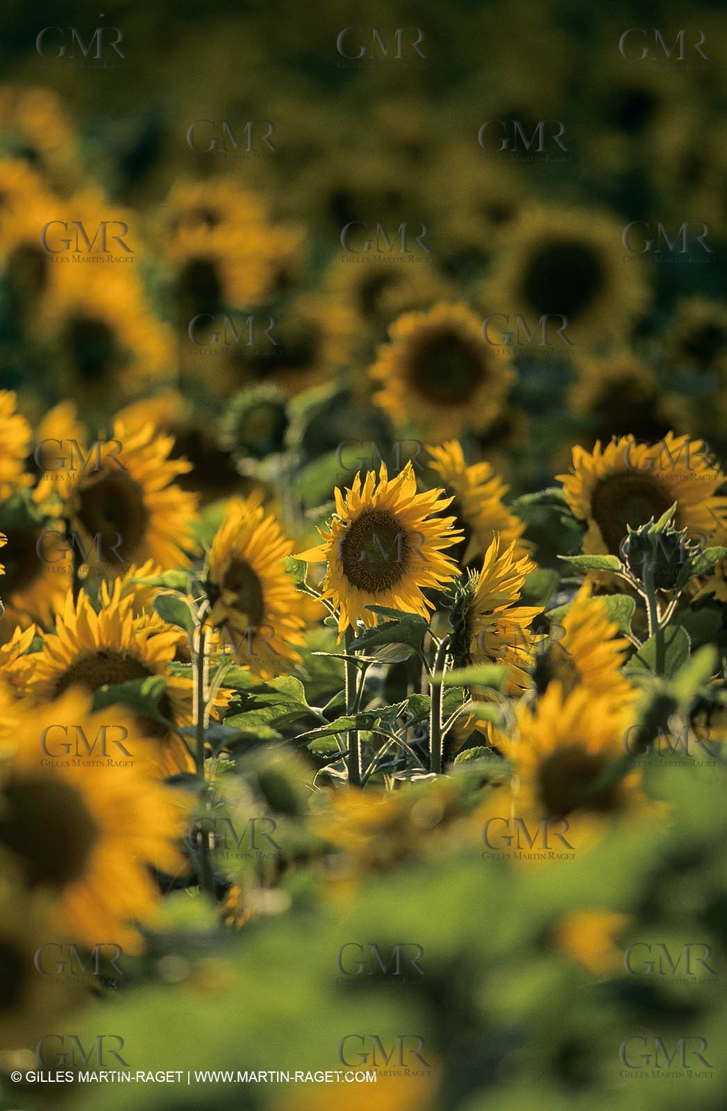 Alpilles (FRA,13) - Champs de tournesols