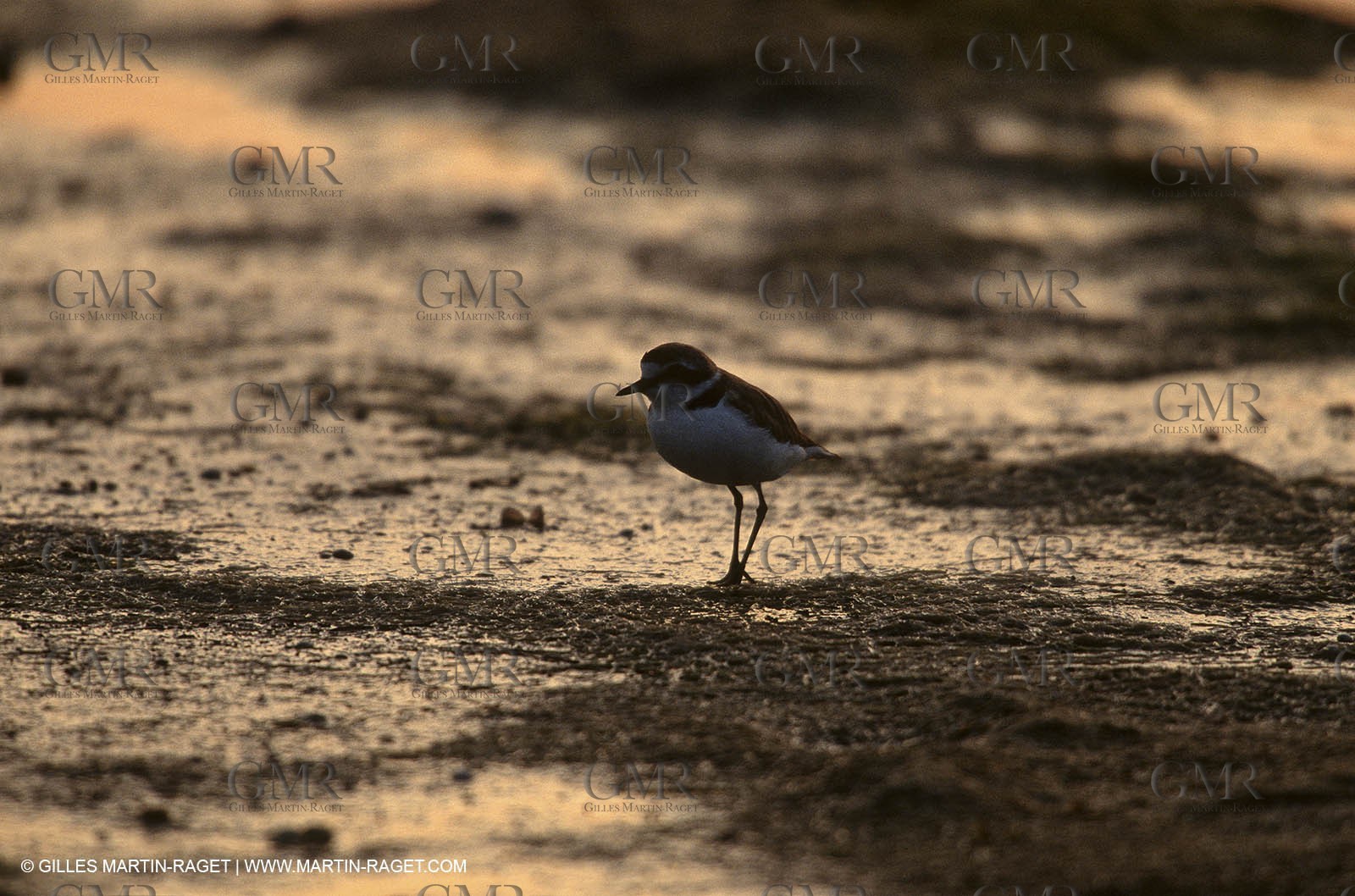 Camargue (FRA,13)