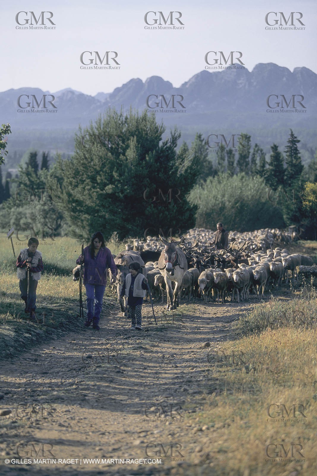 France, Provence, Moutons, bergers, élevage, transhumance