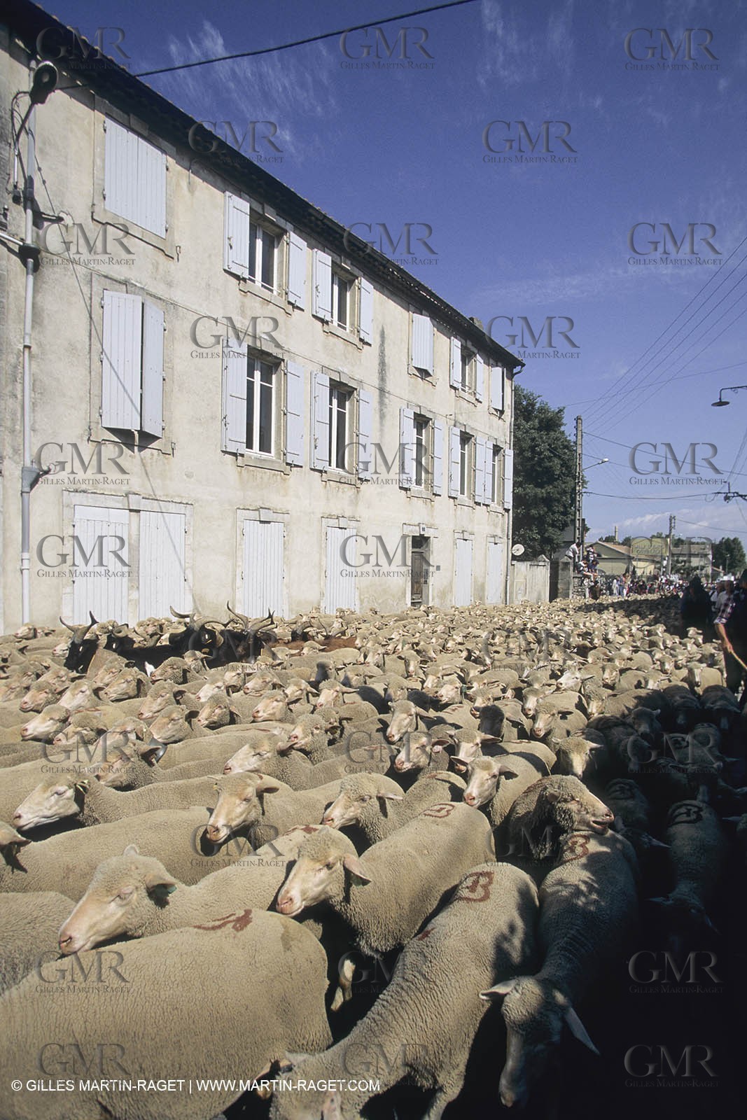 France, Provence, Moutons, bergers, élevage, transhumance