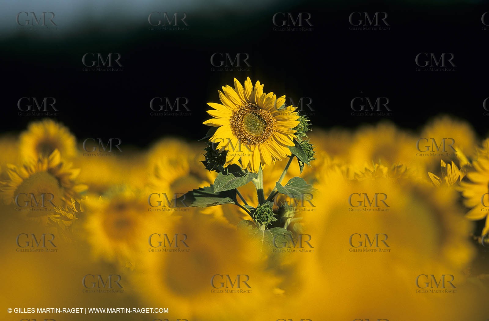 Luberon (FRA,84), Champs de tournesols