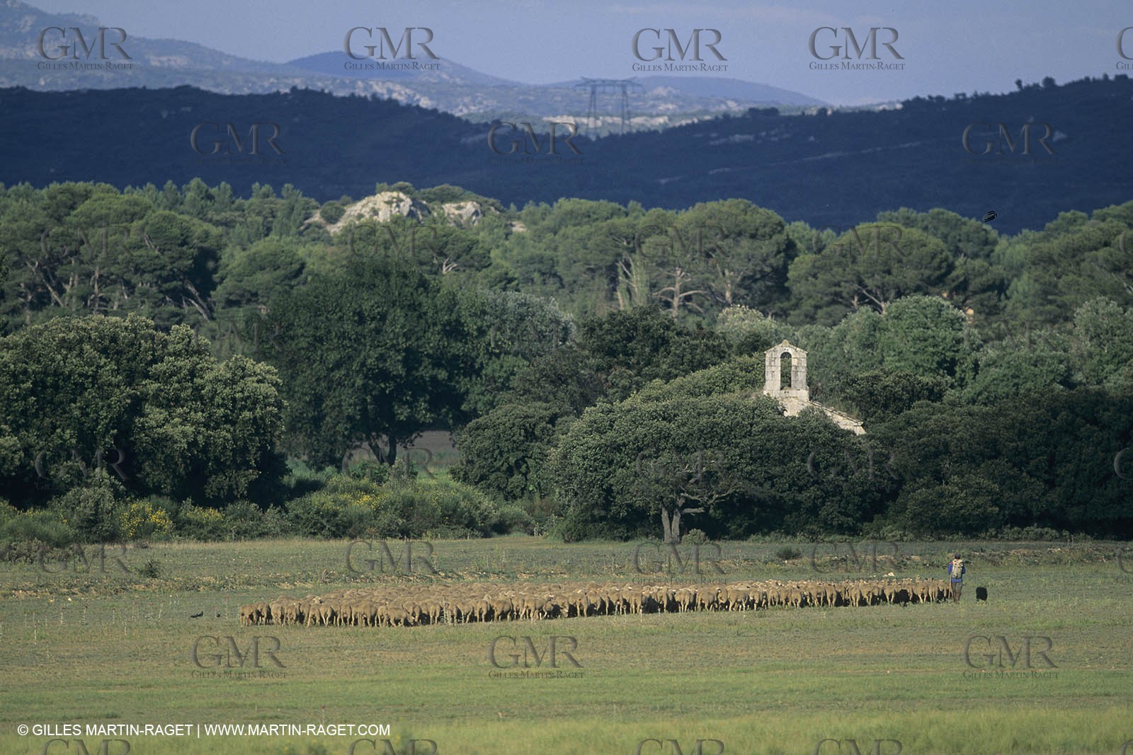 France, Provence, Moutons, bergers, élevage, transhumance