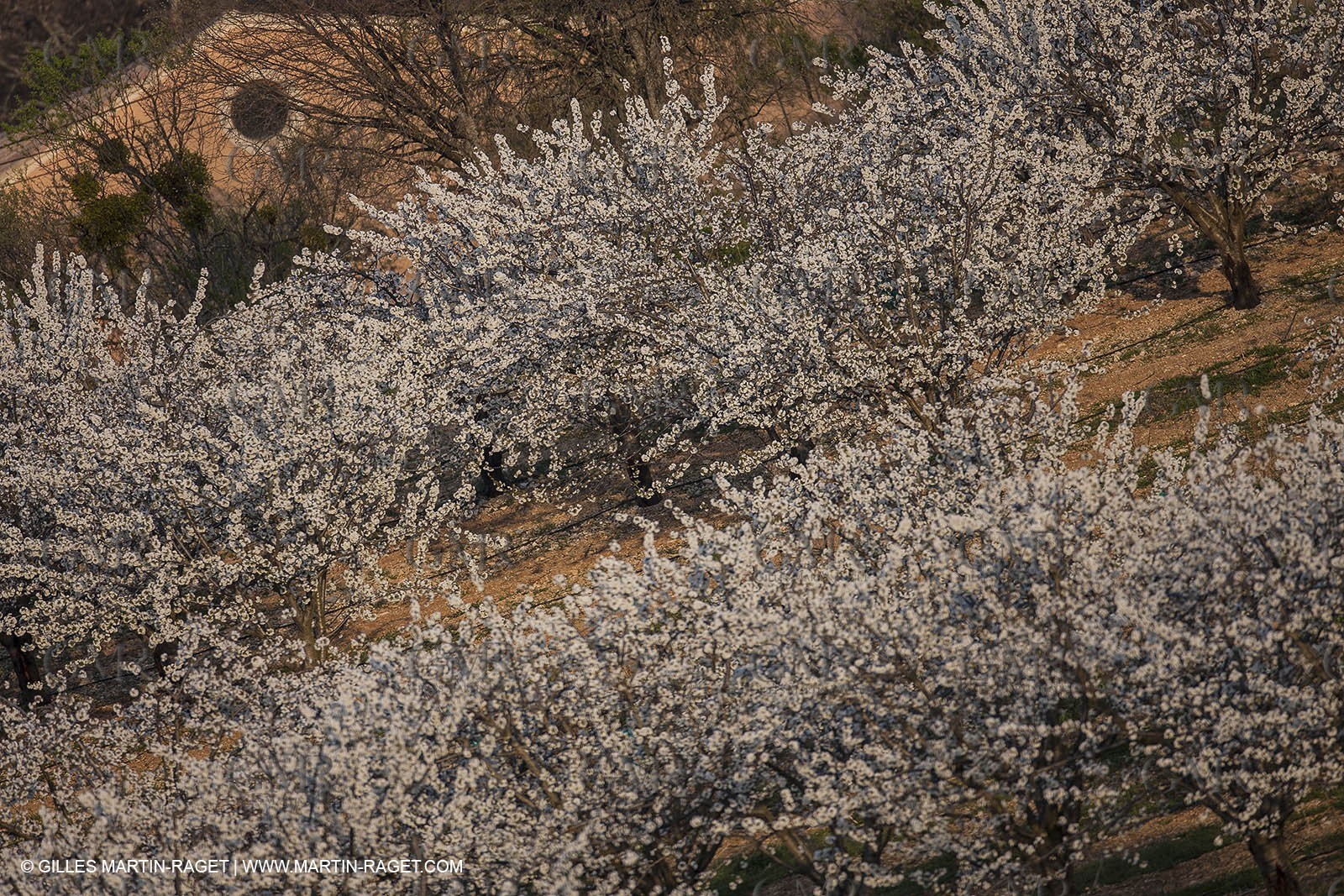 March 30th 2012 - Saint Saturnin les Apt (FRA, 84) - blooming cherry trees