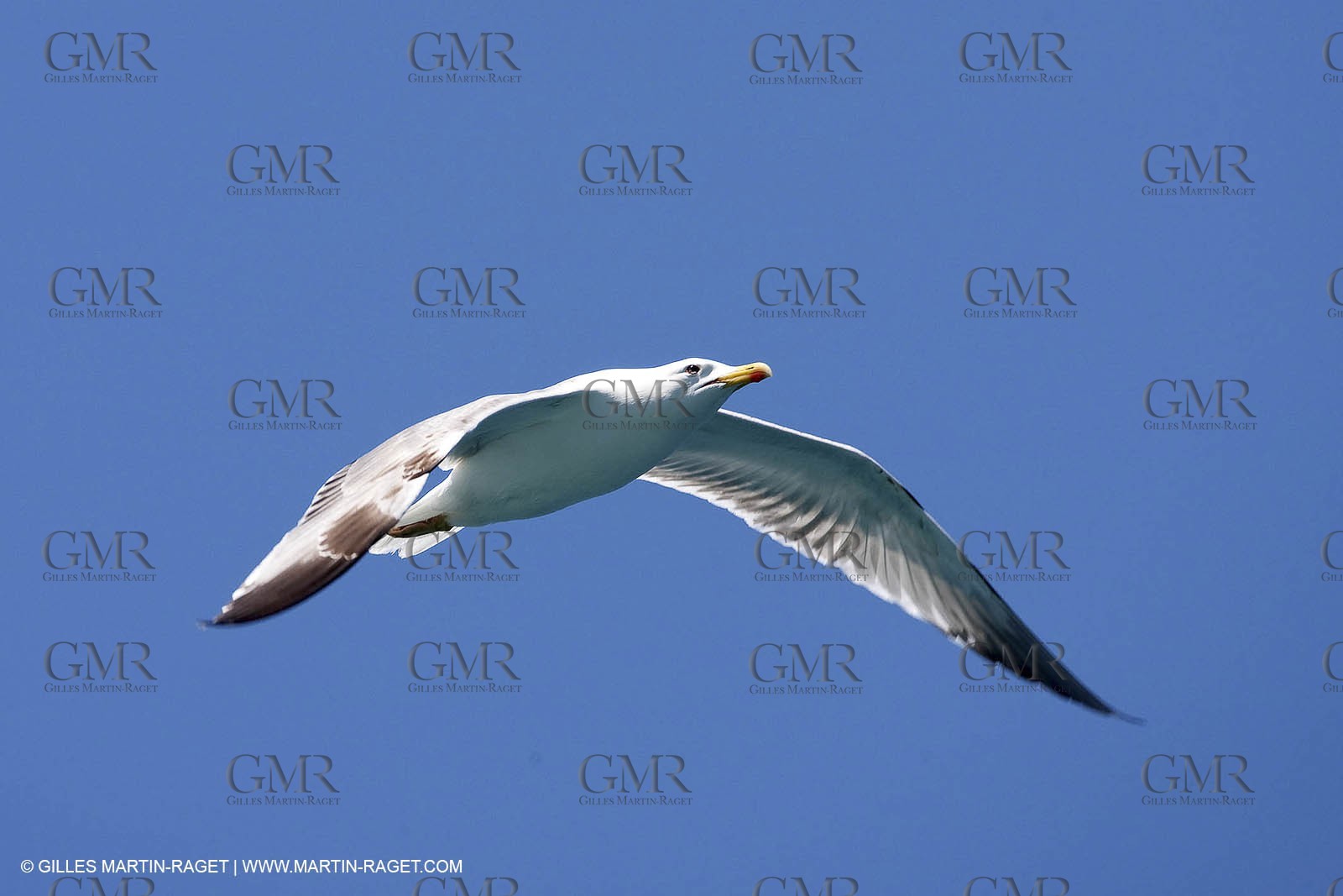 07 05 2009 - Marseille (FRA, 13) - Les Calanques - Riou