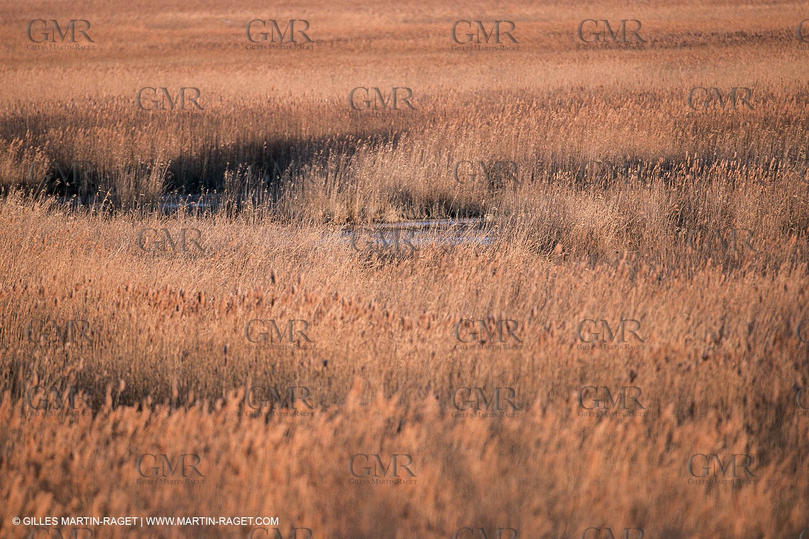 Camargue (FRA,13) - Little Camargue