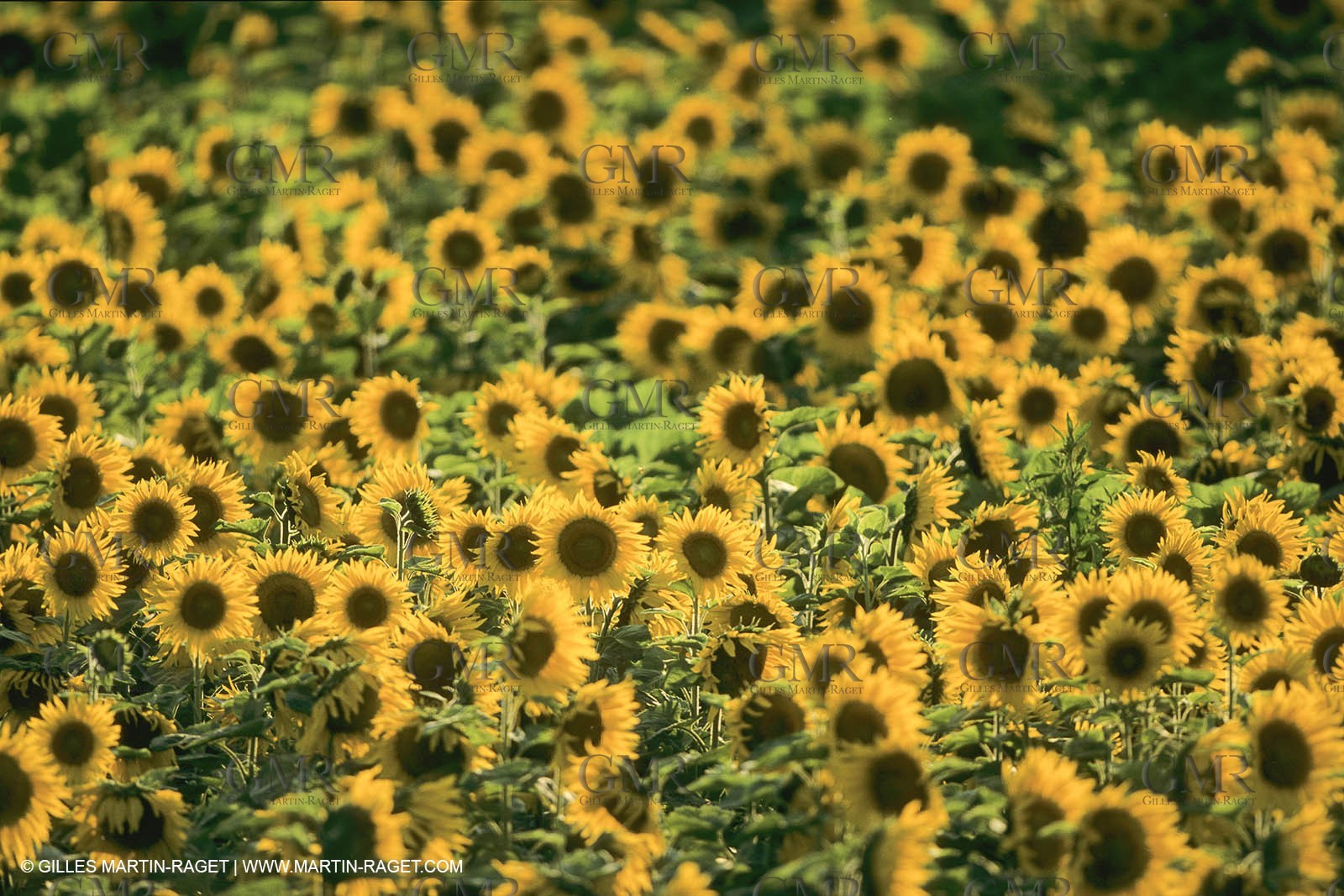 France, Provence, Champs de tournesols