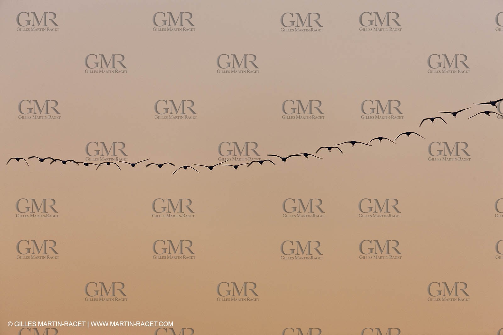 19 04 2011 - Arles (FRA,13) - Pink flamingos in La Gacholle Lighthouse vicinity