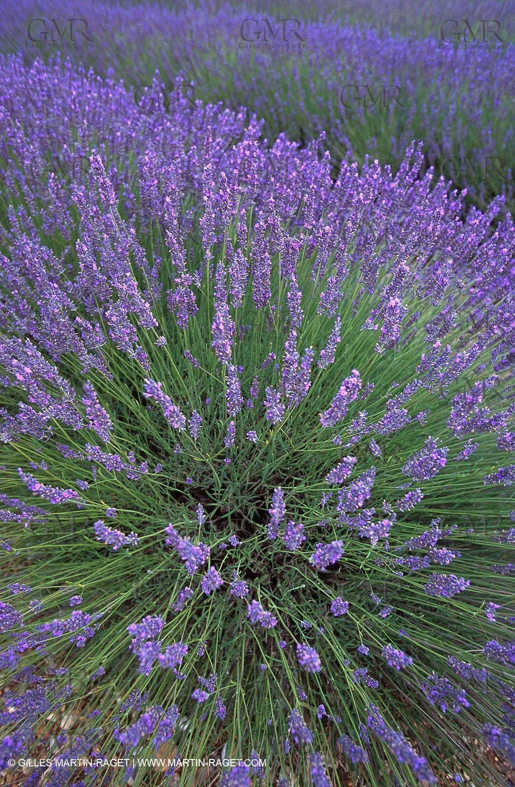 Lavander fields